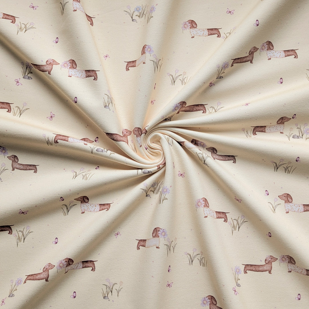 Jersey Frühlingsdackel butteryellow