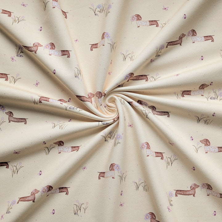 Jersey Frühlingsdackel butteryellow